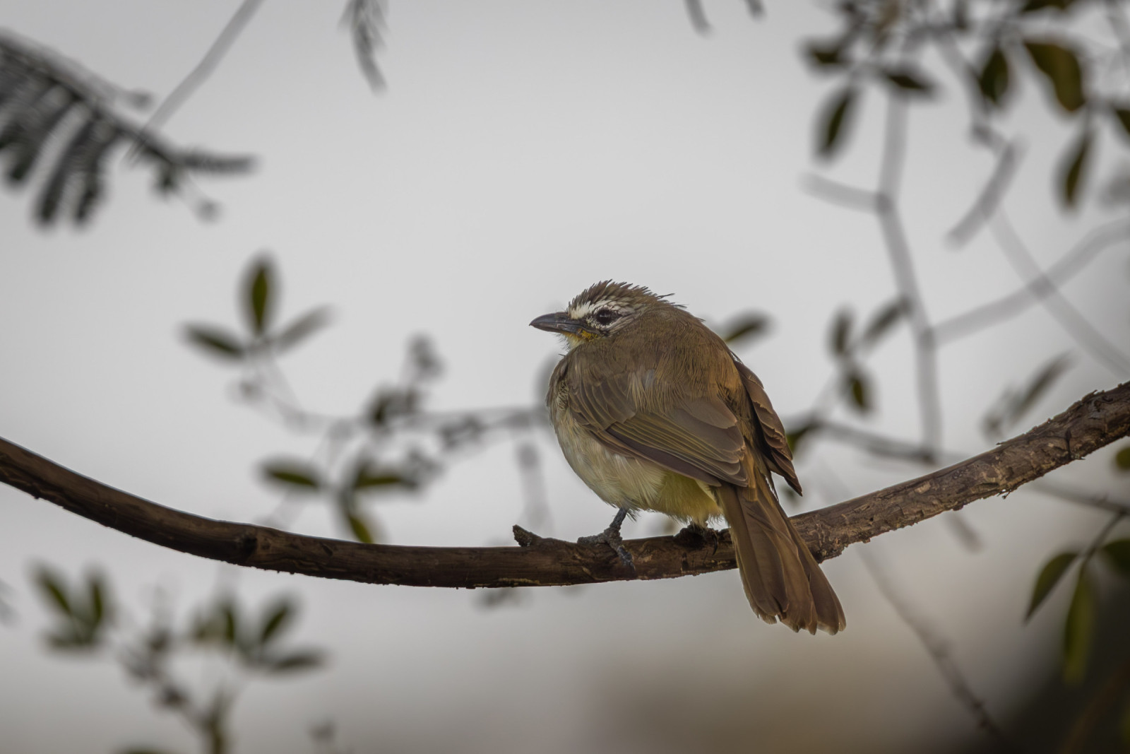 image White-browed Bulbul
